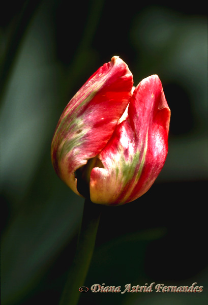 Varigated-Tulip-Blossom
